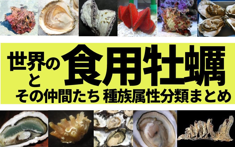 真牡蛎と岩牡蠣だけじゃない 世界の食用カキの種類を調べてみた 生ガキに溺れて生きる